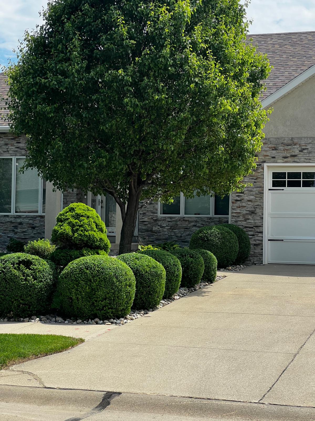 Professionally trimmed residential shrubs and hedges